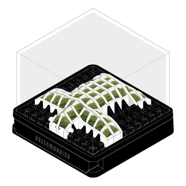 webturtle